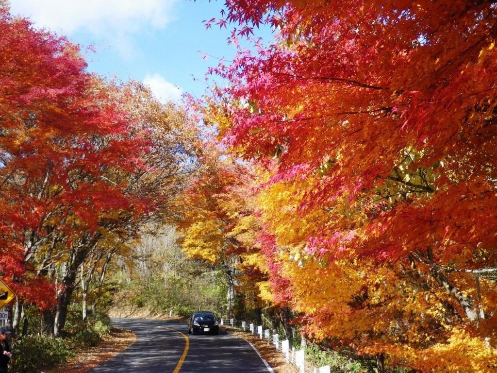 🏞️ 키누가와 공원 이미지 7